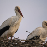 Z komína bývalého liehovaru v Špačinciach sa presťahovali na nové hniezdisko vytvorené na mieru. | Foto: Štefan Vavro, Špačinčan