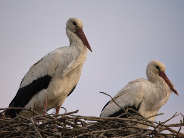 Z komína bývalého liehovaru v Špačinciach sa presťahovali na nové hniezdisko vytvorené na mieru. | Foto: Štefan Vavro, Špačinčan