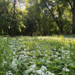 Areál parku pri kaštieli v Dolnej Krupej | Foto: Zuzana Benková, Trnavské rádio