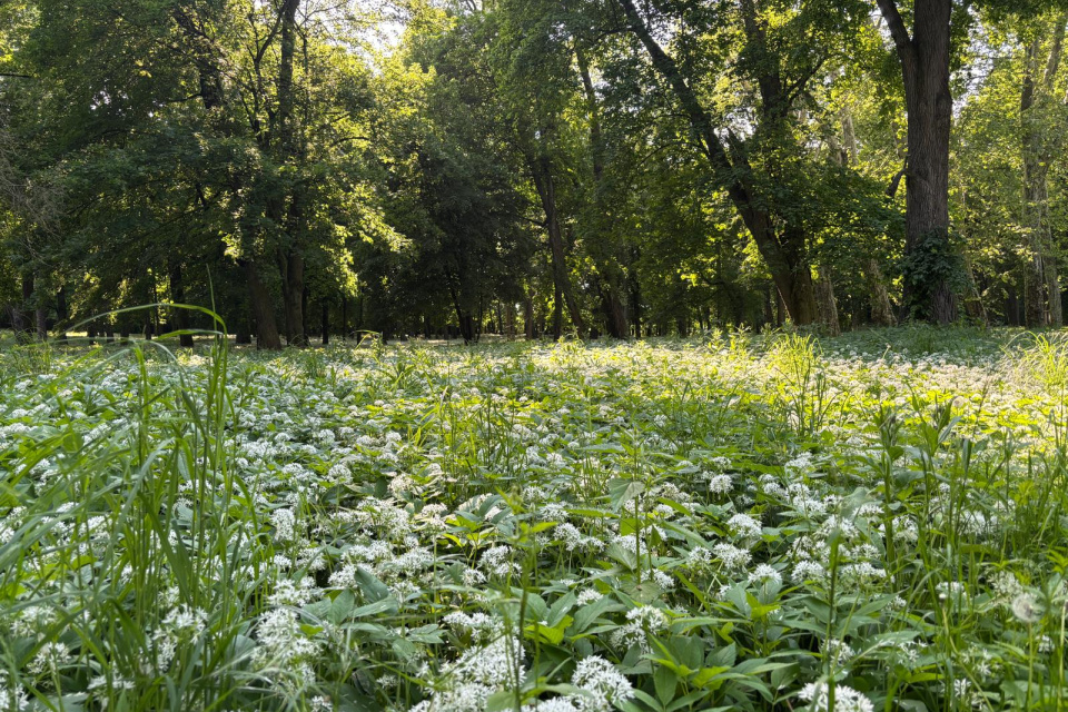 Areál parku pri kaštieli v Dolnej Krupej | Foto: Zuzana Benková, Trnavské rádio