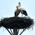 Na Slovensku už zaznamenávame desiatky hlásení a pozorovaní bocianov | Ilustr. foto: TASR