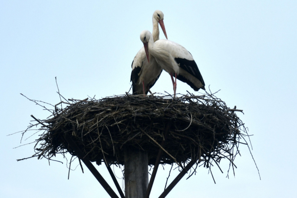 Na Slovensku už zaznamenávame desiatky hlásení a pozorovaní bocianov | Ilustr. foto: TASR