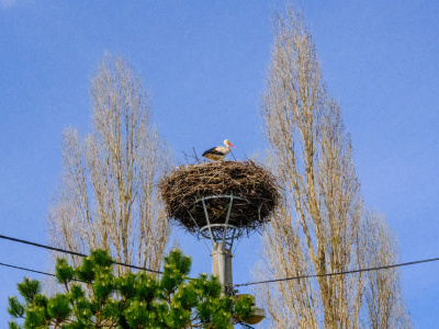 Prvé bociany už začali obsadzovať svoje hniezda | Zdroj: Trnavské rádio