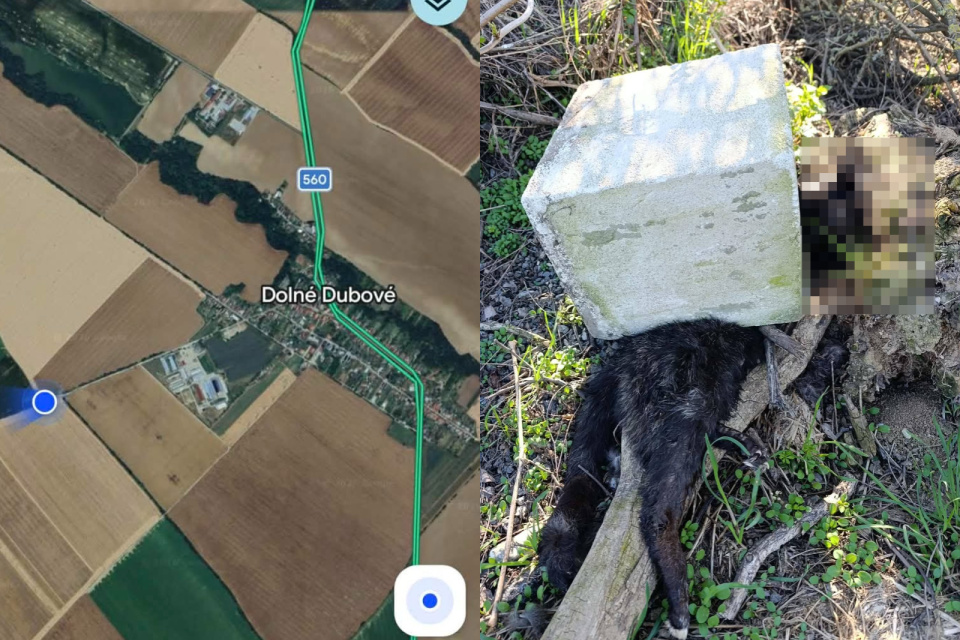 Takto sa poľovník vysporiadal s telom mačky. | Foto: Maps Google, Sloboda zvierat