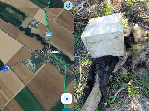 Takto sa poľovník vysporiadal s telom mačky. | Foto: Maps Google, Sloboda zvierat