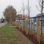 Súčasťou projektu bola aj výsadba stromov | Zdroj: TS mesta Senica