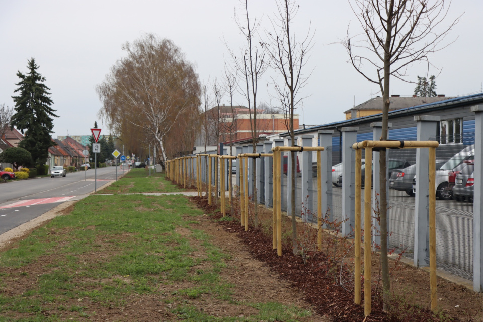 Súčasťou projektu bola aj výsadba stromov | Zdroj: TS mesta Senica