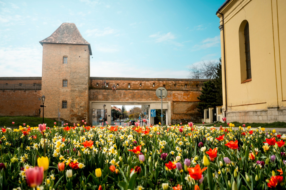 Mesto po sezóne cibuľky zo zeme vyberá a ponúka ľuďom. | Foto: Mesto Trnava