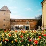 Mesto po sezóne cibuľky zo zeme vyberá a ponúka ľuďom. | Foto: Mesto Trnava