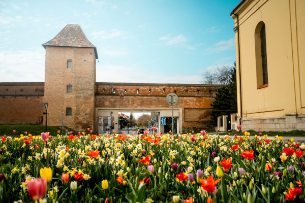 Mesto po sezóne cibuľky zo zeme vyberá a ponúka ľuďom. | Foto: Mesto Trnava
