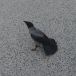 V Špačinciach vraj robí nálety na deti na bicykloch, Dolná Krupá ju už za agresívnu neoznačuje. | Foto: Veronika Belanová, Špačinčan