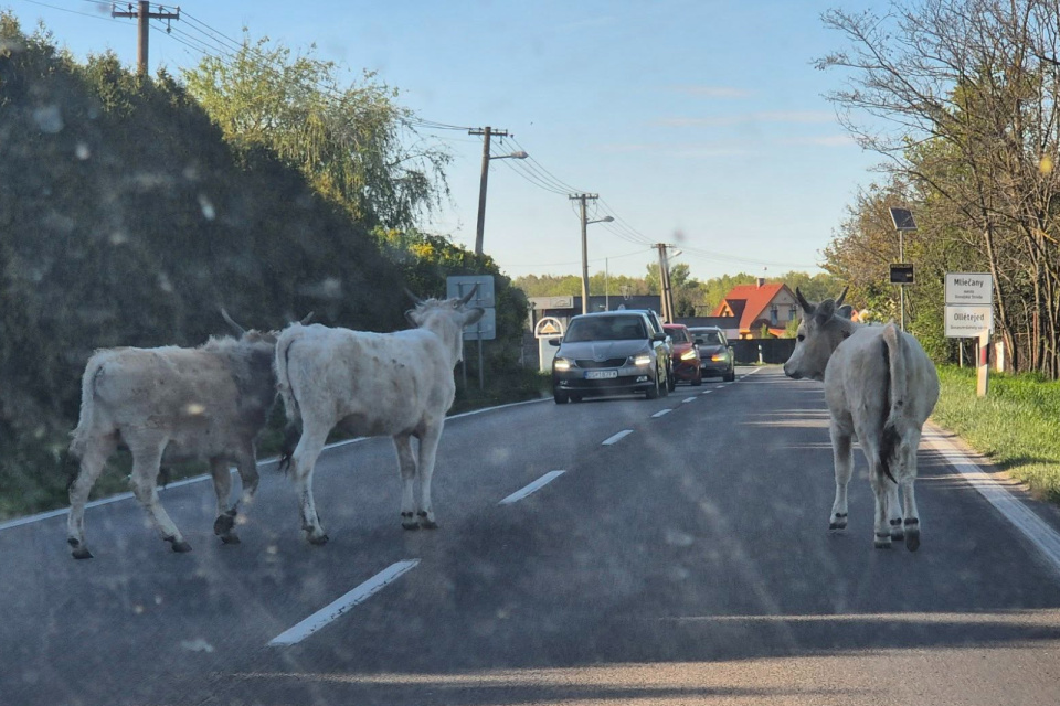 Pre kravy na ceste sa premávka spomaľuje. | Foto: Monika Töröková, Trnavsky Kraj Dopravny Servis 
