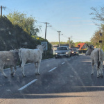 Pre kravy na ceste sa premávka spomaľuje. | Foto: Monika Töröková, Trnavsky Kraj Dopravny Servis 
