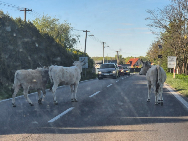 Pre kravy na ceste sa premávka spomaľuje. | Foto: Monika Töröková, Trnavsky Kraj Dopravny Servis 
