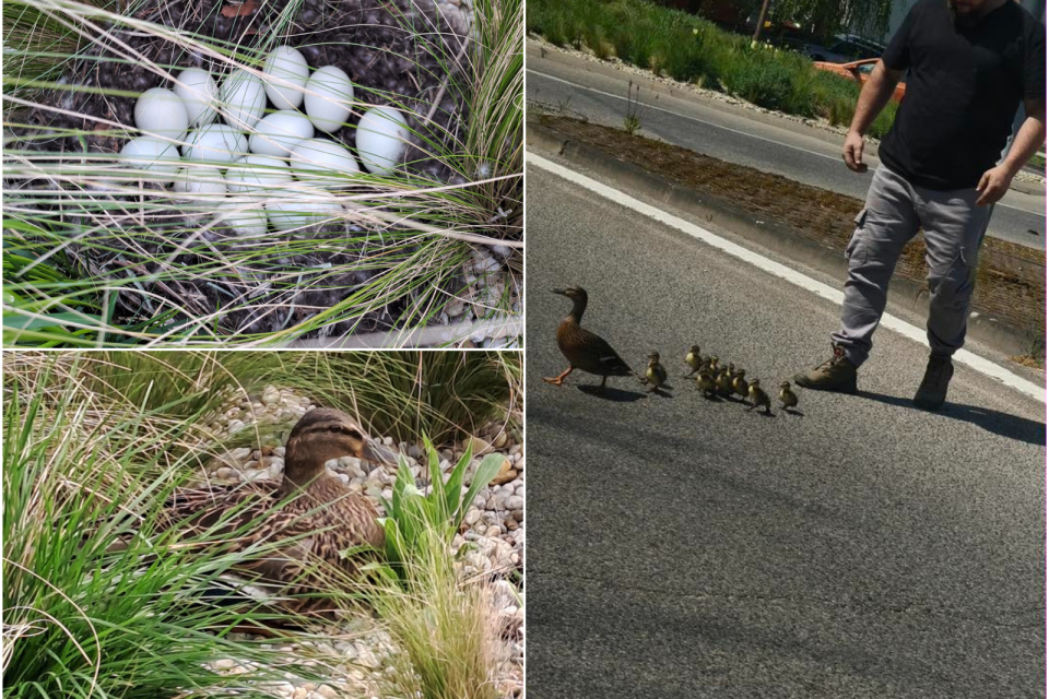 Domov kačacej rodiny a jej záchranca. | Foto: Andrea Kurincová, Alena Drahošová, To Najlepšie z Piešťan - Piešťany a okolie