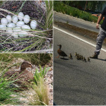 Domov kačacej rodiny a jej záchranca. | Foto: Andrea Kurincová, Alena Drahošová, To Najlepšie z Piešťan - Piešťany a okolie