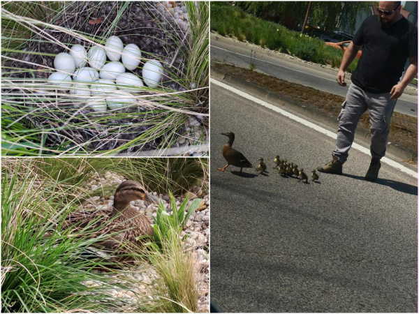 Domov kačacej rodiny a jej záchranca. | Foto: Andrea Kurincová, Alena Drahošová, To Najlepšie z Piešťan - Piešťany a okolie