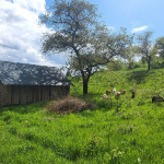 Kozy sa opäť vrátili na Molpír | Zdroj: Smolenice