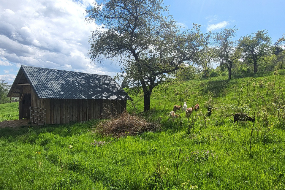 Kozy sa opäť vrátili na Molpír | Zdroj: Smolenice