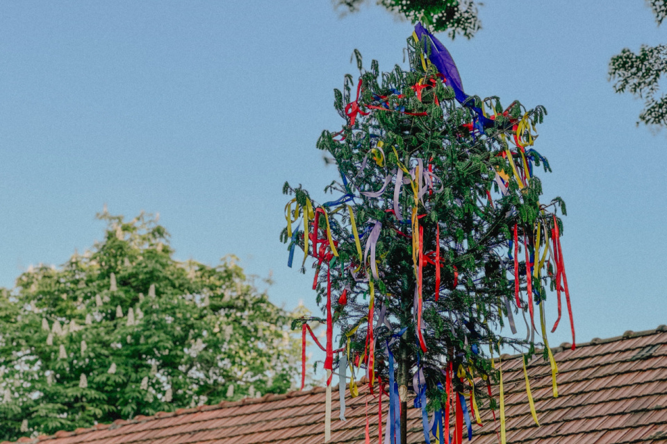 Tradičný symbol jari, lásky a nového života sa vracia do našich ulíc I Zdroj: Trnavské rádio