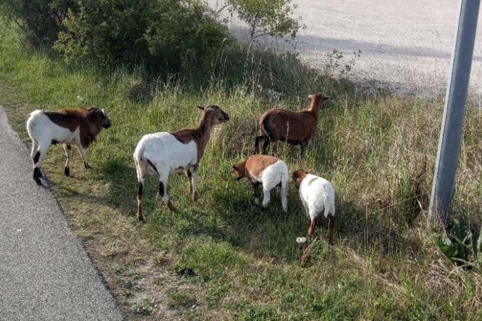 Policajti ich našli o 7.15 hod. | Foto: Mesto Hlohovec