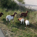 Policajti ich našli o 7.15 hod. | Foto: Mesto Hlohovec