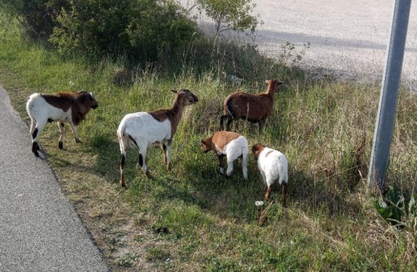 Policajti ich našli o 7.15 hod. | Foto: Mesto Hlohovec
