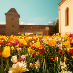 Cibuľky budú k dispozícii až do vypredania zásob. | Foto: Mesto Trnava
