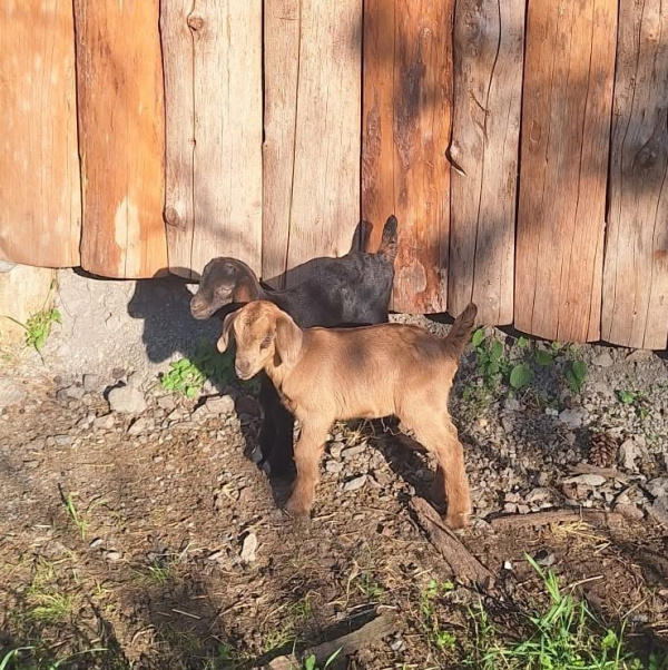 Verejnosť môže pomenovať tieto kozliatka. | Foto: Obec Smolenice