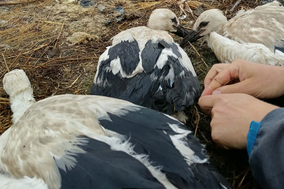 Mláďatá zostávajú v hniezde, kde ich obyvatelia môžu sledovať až do ich prvého odletu. | Foto: Špačince
