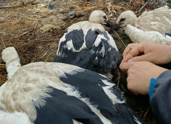 Mláďatá zostávajú v hniezde, kde ich obyvatelia môžu sledovať až do ich prvého odletu. | Foto: Špačince