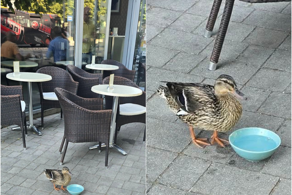 Podnik za servis pre kačicu získal veľkú chválu. | Foto: Robo PN, To Najlepšie z Piešťan - Piešťany a okolie