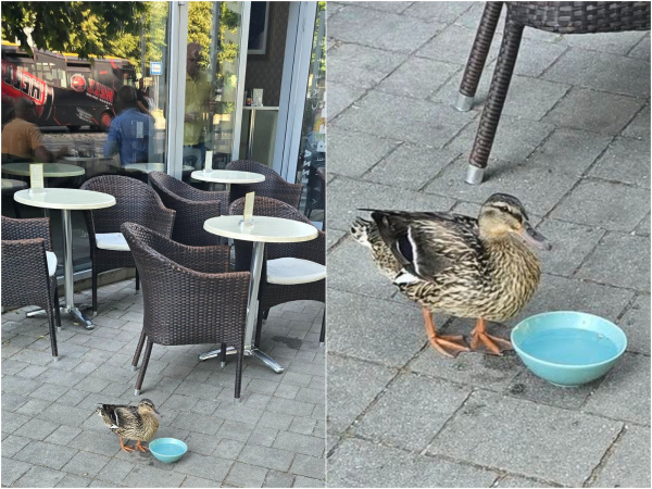 Podnik za servis pre kačicu získal veľkú chválu. | Foto: Robo PN, To Najlepšie z Piešťan - Piešťany a okolie