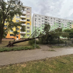 Popadané stromy v Seredi. | Zdroj: Luky Angelmajer