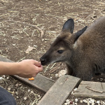 Malá kengura sa dlho nenechala núkať | Foto: Vitalii Ermakov, redakcia