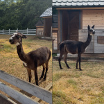 Tobi sa nenechal zahanbiť, a pred návštevníkmi sa pyšne predvádzal | Foto: MM, redakcia