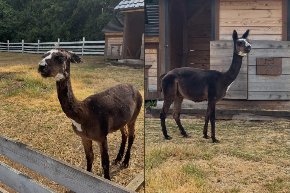 Tobi sa nenechal zahanbiť, a pred návštevníkmi sa pyšne predvádzal | Foto: MM, redakcia