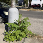 Invazky_Senica_Daphne_2026_2 – veľký