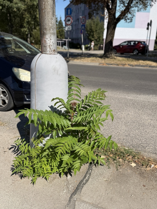 Invazky_Senica_Daphne_2026_2 – veľký
