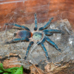 Vtáčkar Dolichothele diamantinensis | Zdroj: AkvaTera Trnava, Foto: Radoslav Duda