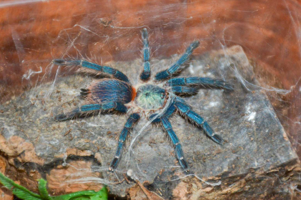 Vtáčkar Dolichothele diamantinensis | Zdroj: AkvaTera Trnava, Foto: Radoslav Duda