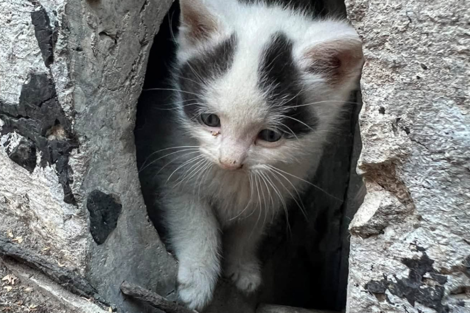 Domovom sa im stala betónová štrbina. | Foto: Útulok Trnava