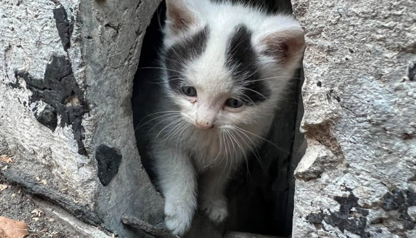 Domovom sa im stala betónová štrbina. | Foto: Útulok Trnava