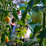 Farma v obci Ňárad | Zdroj: KOCR Trnavský kraj zážitkov
