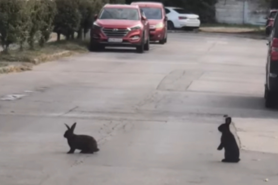 Už majú aj prezývku, Bob a Bobek. | Foto: Daniel Banan Balaga, Fraštačani,