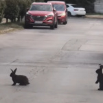 Už majú aj prezývku, Bob a Bobek. | Foto: Daniel Banan Balaga, Fraštačani,