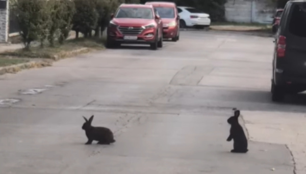 Už majú aj prezývku, Bob a Bobek. | Foto: Daniel Banan Balaga, Fraštačani,