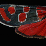 Vretienka vicencova (Zygaena carniolica) detail kridla | Zdroj: Západoslovenské múzeum Trnava