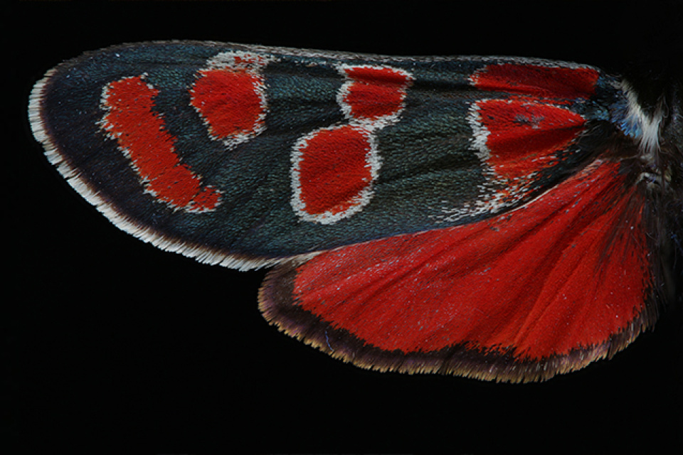 Vretienka vicencova (Zygaena carniolica) detail kridla | Zdroj: Západoslovenské múzeum Trnava