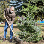 Primátor Peter Jančovič sadí vianočný stromček l Foto: Fb Mesto Piešťany